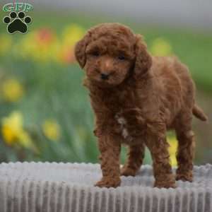 Titus, Toy Poodle Puppy